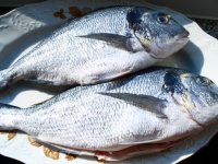 Sea bream