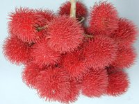 Rambután, Hamis Licsi