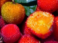 Arbutus - Szamócafa gyümölcs